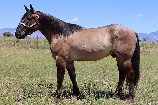 kid-safe-draft-horse