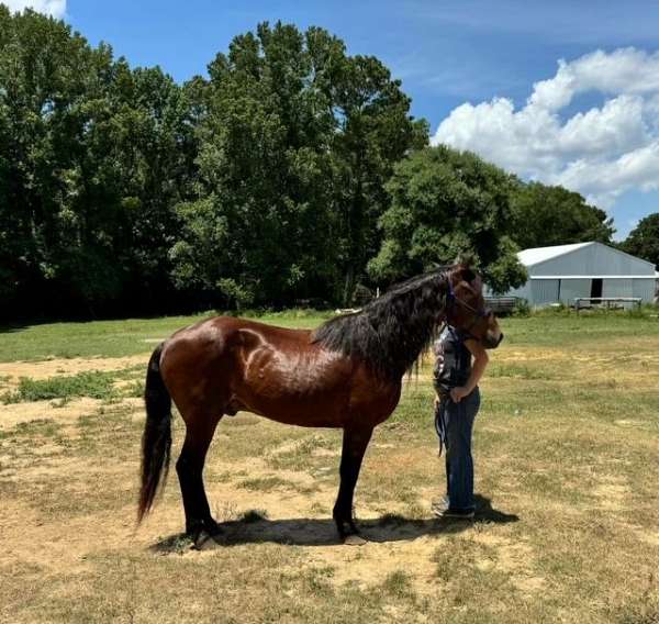 bay-silvergrey-markings-horse