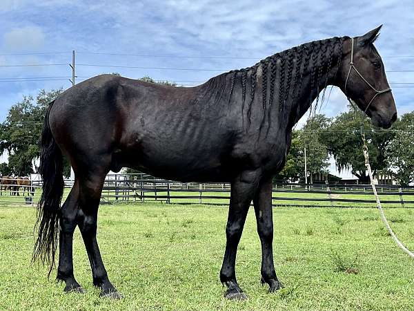 arena-paso-fino-horse