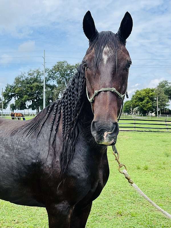 arena-work-paso-fino-horse