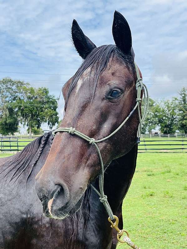 barefoot-paso-fino-horse