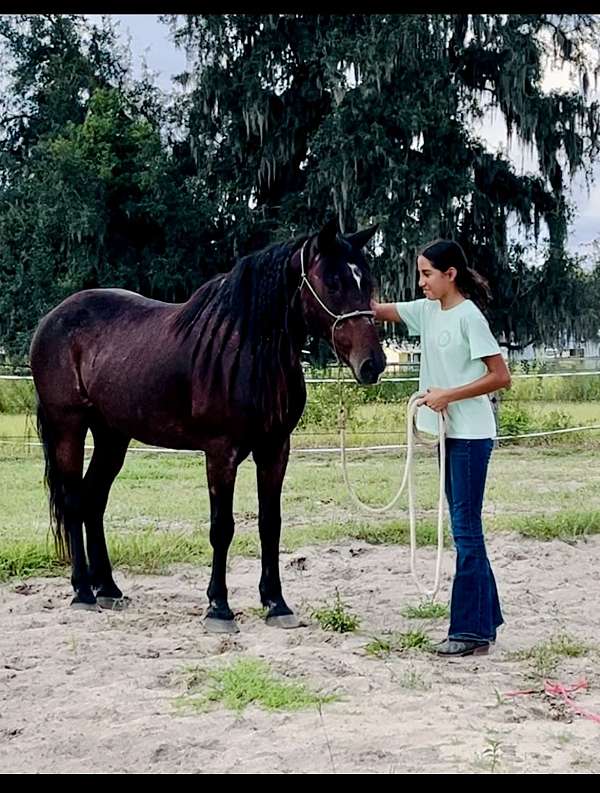 buck-paso-fino-horse