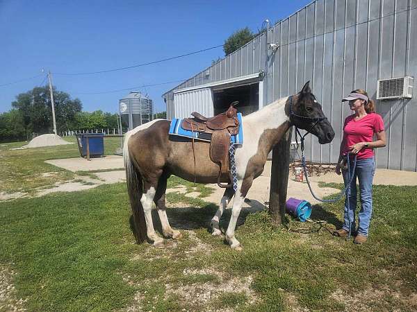 star-paint-pattern-horse