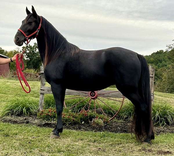 black-tennessee-walking-mare