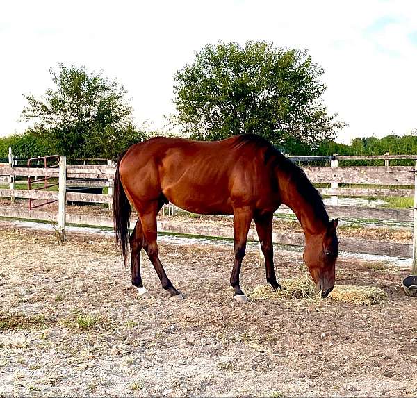 thoroughbred-gelding