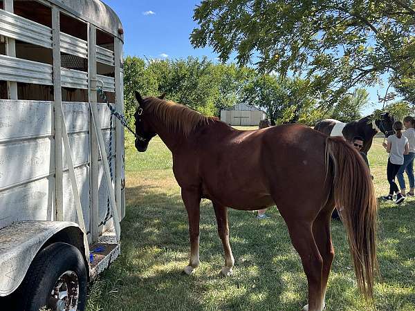 quarter-horse-for-sale