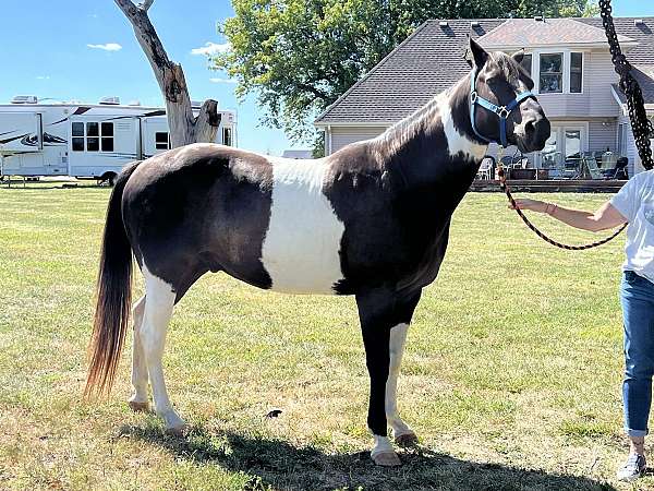 quarter-horse-gelding