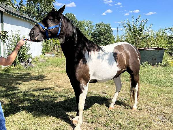 sorrel-tobiano-halter-horse