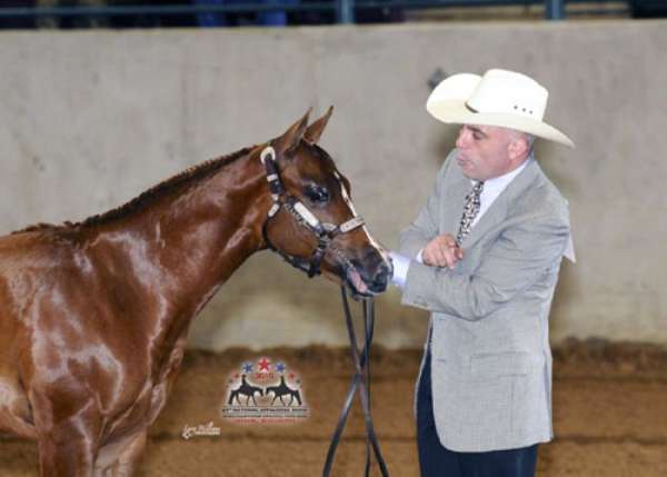 chestnut-star-2-white-ankles-horse