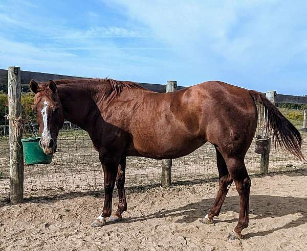 cut-appaloosa-horse