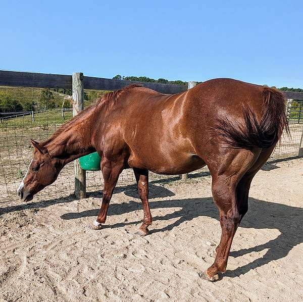 great-show-record-appaloosa-horse