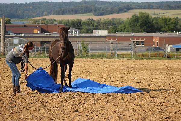 smokey-black-amha-filly