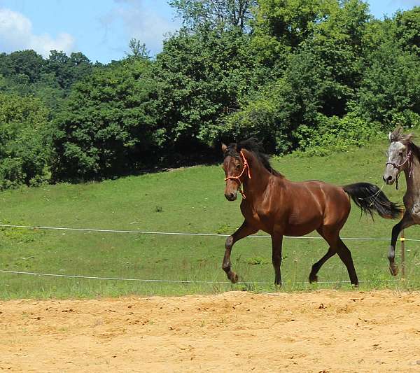 bay-morgan-gelding