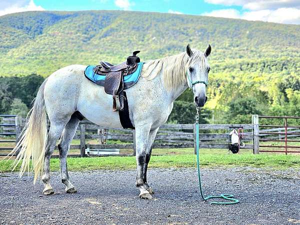 gaited-horse-for-sale-in-va-tennessee-walking