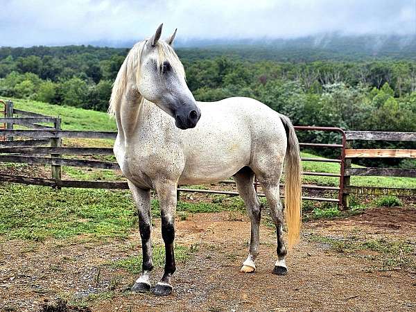 prince-tennessee-walking-horse