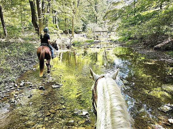 tenn-walker-for-sale-tennessee-walking-horse