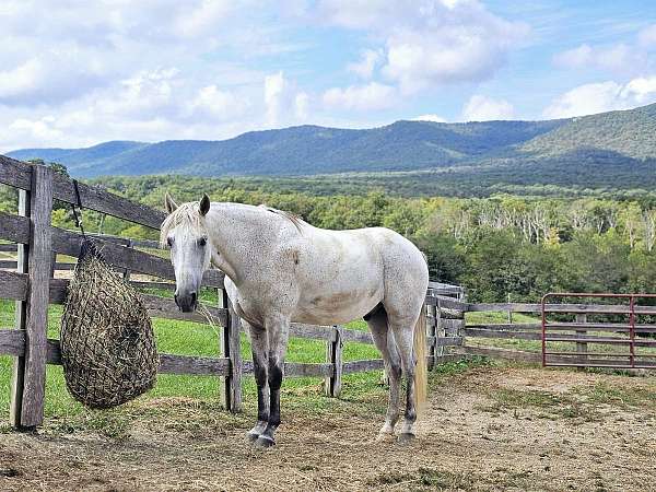 gaited-horse-for-sale-in-va