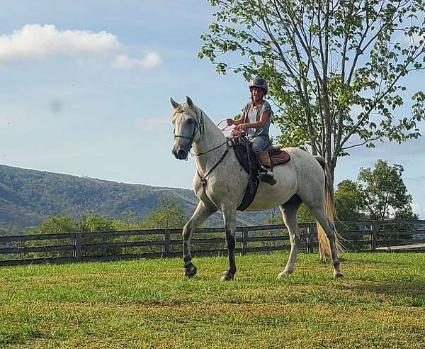 tenn-walker-for-sale-in-va-tennessee-walking-horse