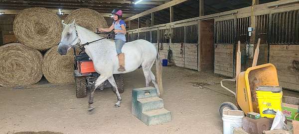 tenn-walker-for-sale-in-va-horse