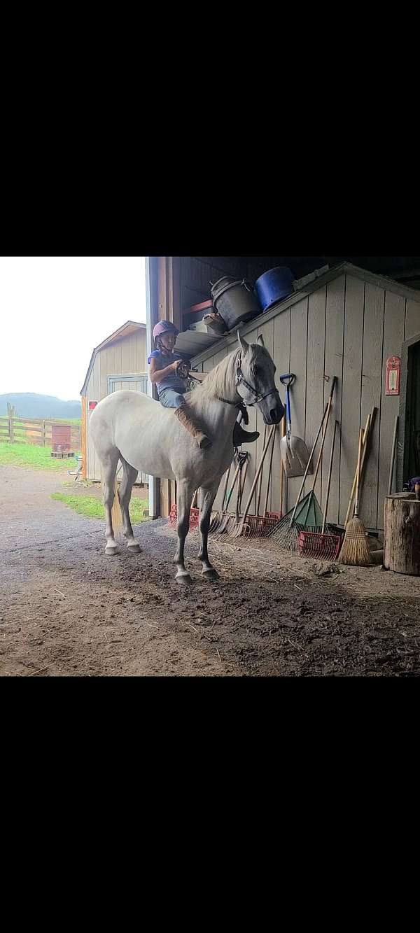 tenn-walker-for-sale-gelding