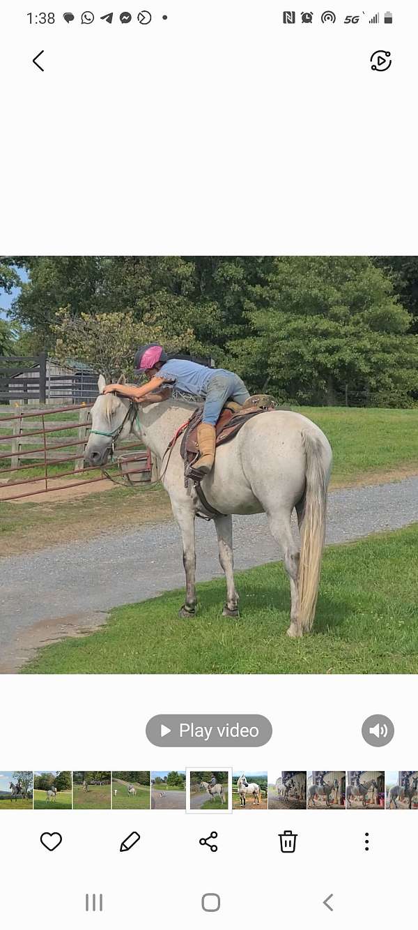 tenn-walker-for-sale-in-va-gelding