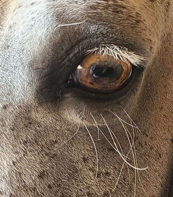 barn-tennessee-walking-horse