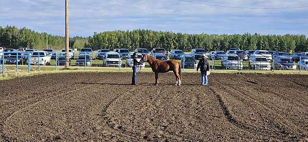 gymkhana-pony-welsh-pony