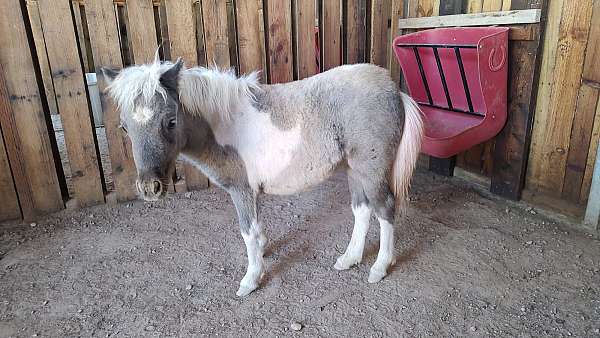 champion-parade-miniature-paint-horse