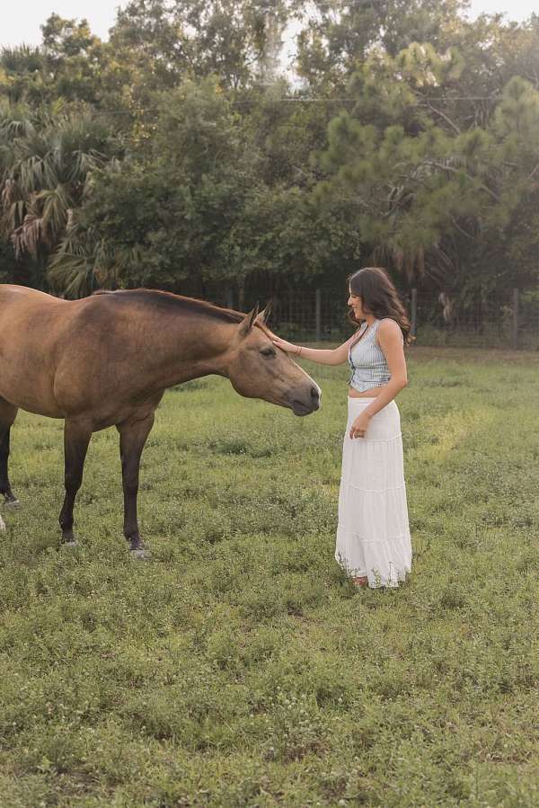 buckskin-mare-broodmare-quarter-horse