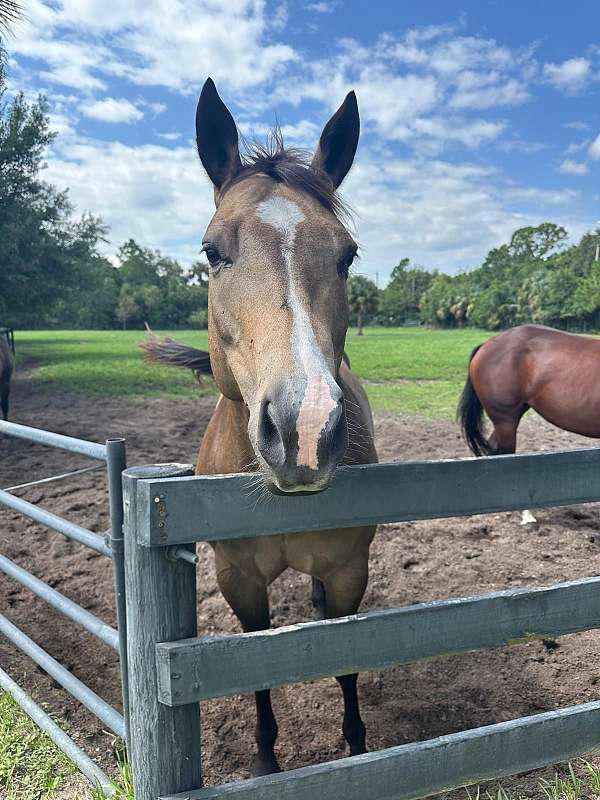 buckskin-mare-broodmare-horse