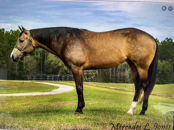 buckskin-mare-broodmare-mare