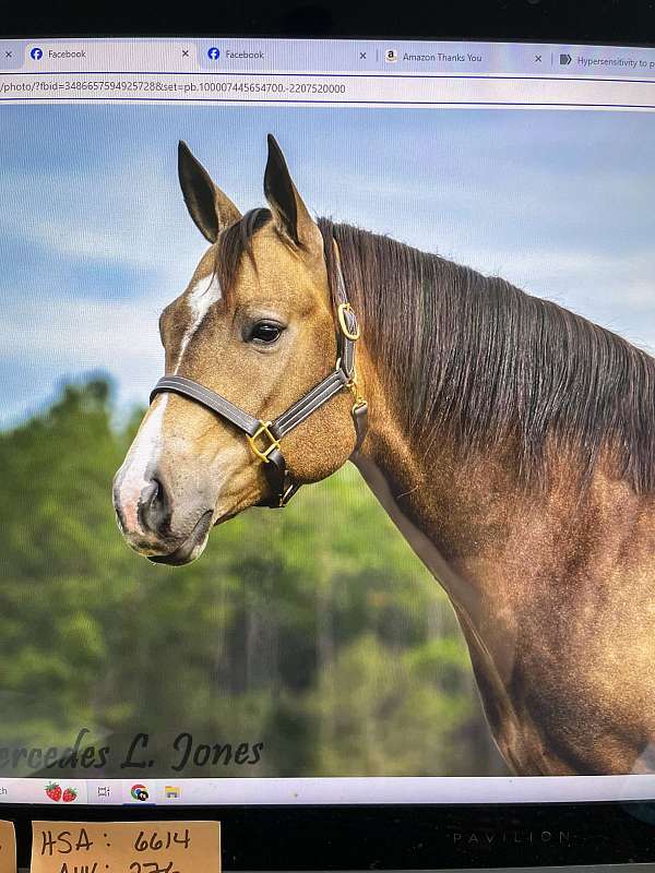 buckskin-mare-broodmare-foal