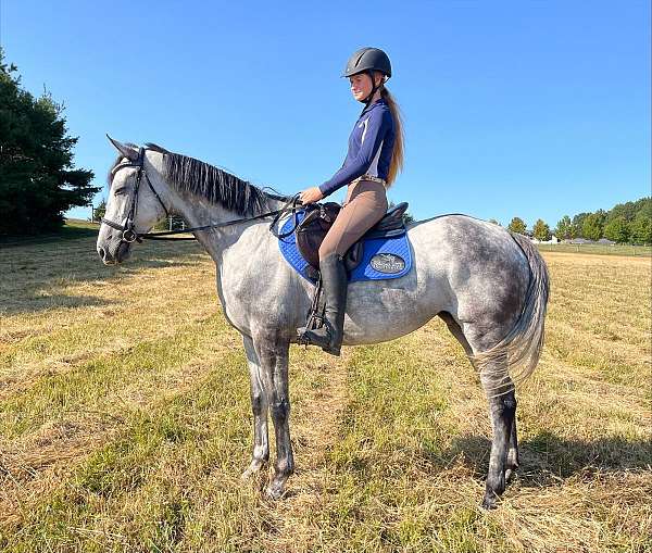 beauty-thoroughbred-horse