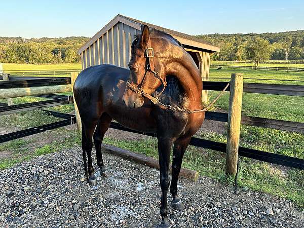 arabian-gelding