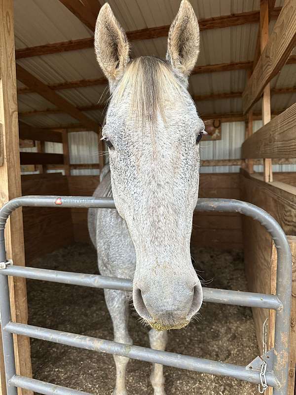 jumper-western-riding-thoroughbred-horse