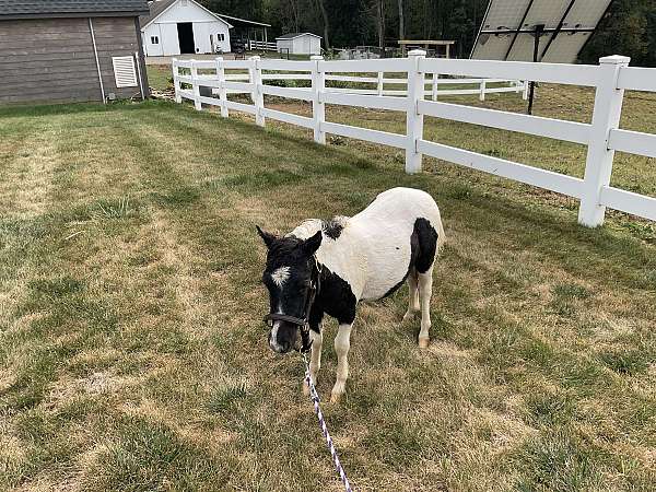 miniature-horse