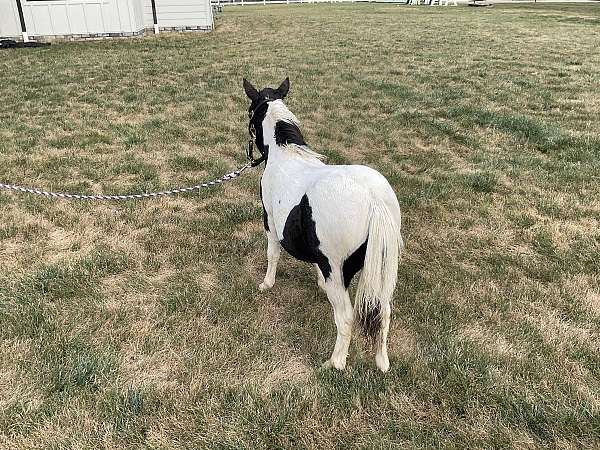 school-miniature-horse