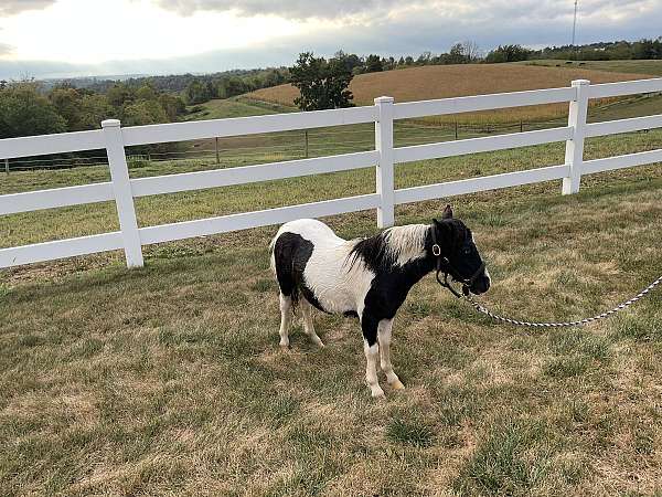 therapy-miniature-horse