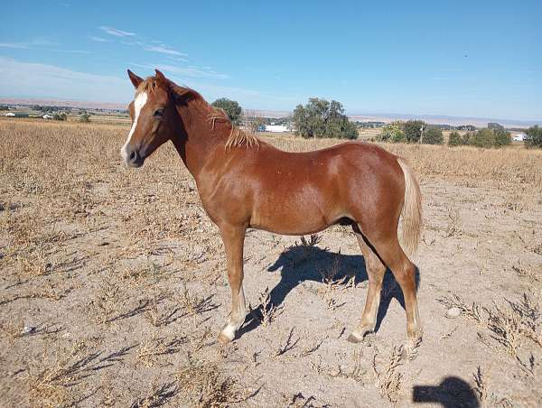 blaze-small-sock-left-fore-horse