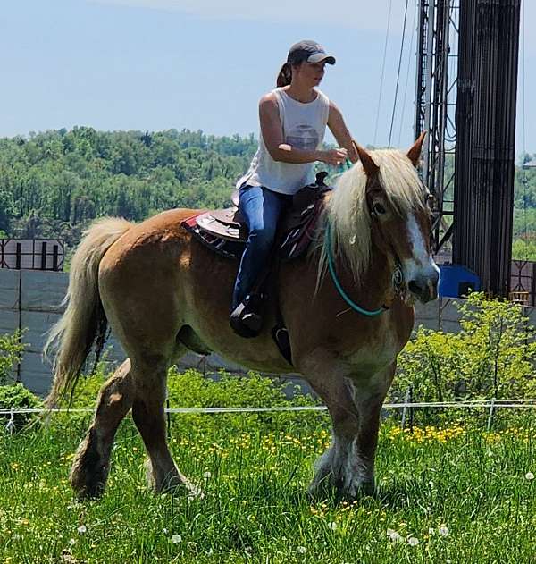 blonde-mane-tail-blaze-4-socks-horse