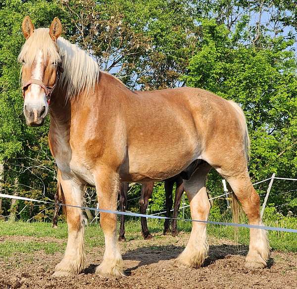 anyone-belgian-horse