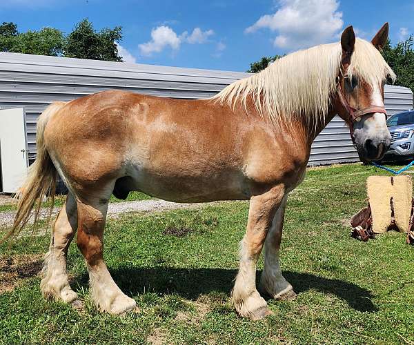 blonde-mane-tail-belgian-horse