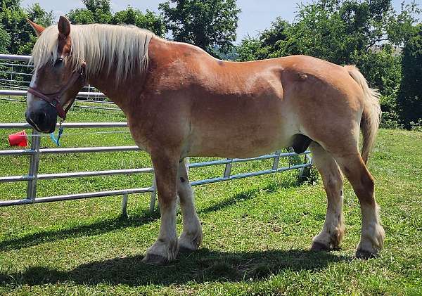 brave-belgian-horse