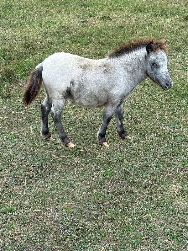 blue-roan-amhr-filly