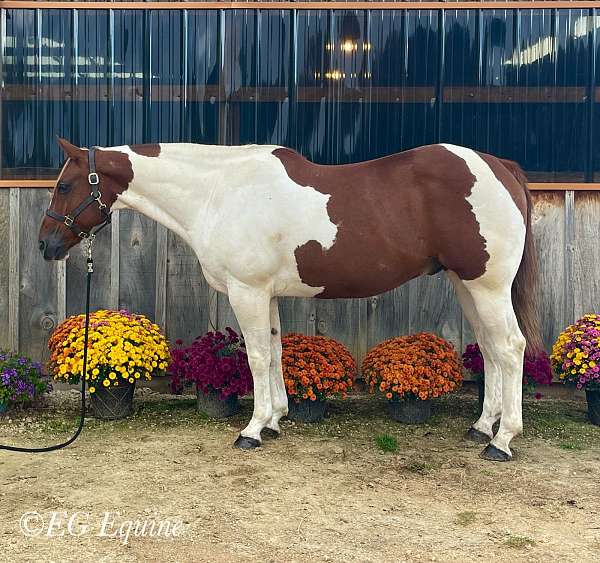 15-hand-paint-gelding