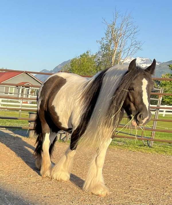 tobiano-pony