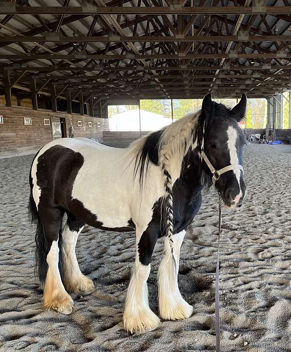 back-gypsy-vanner-pony