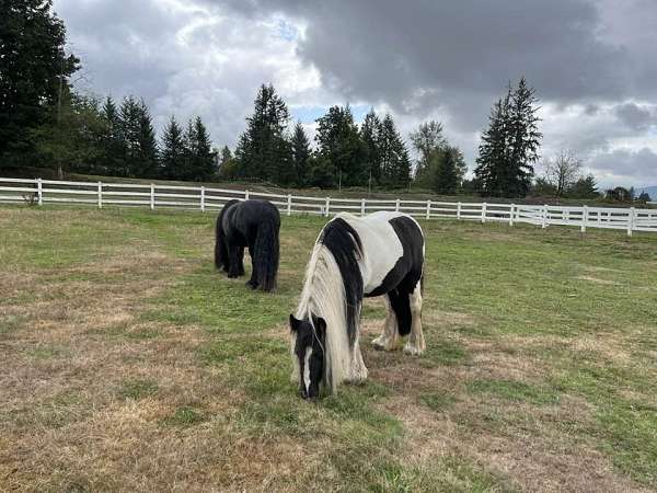 black-tobiano-gypsy-vanner-pony