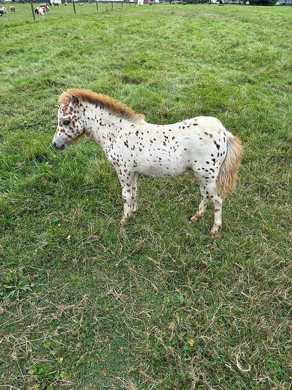 chestnut-red-leopard-horse