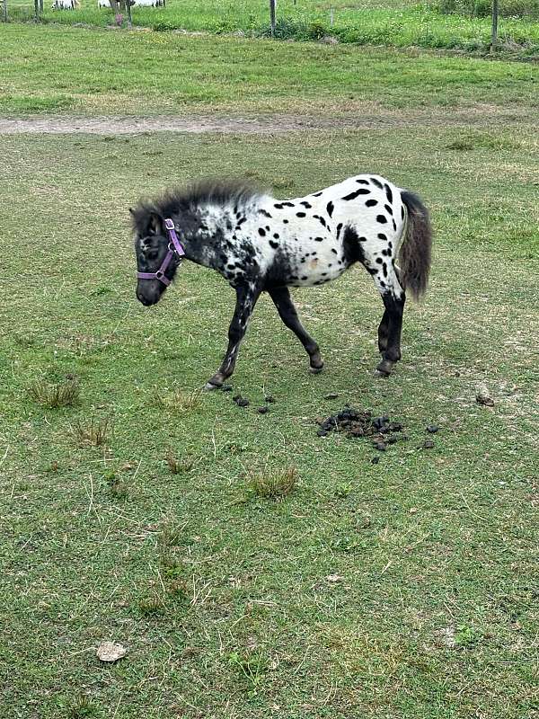 0-hand-miniature-horse